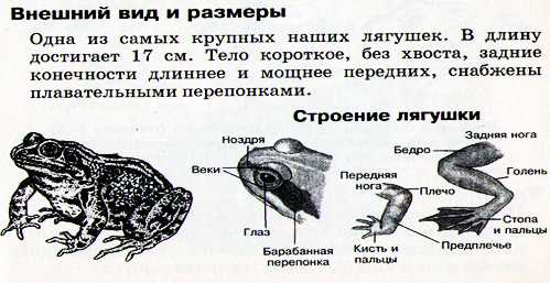 Особенности строения костного скелета у змей