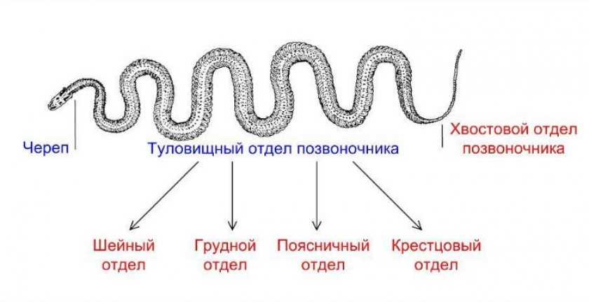 Адаптация к жизни без конечностей