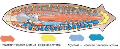 Размножение и развитие плоского червя