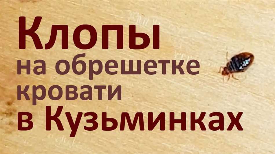 Распространенные насекомые и опасные инфекции