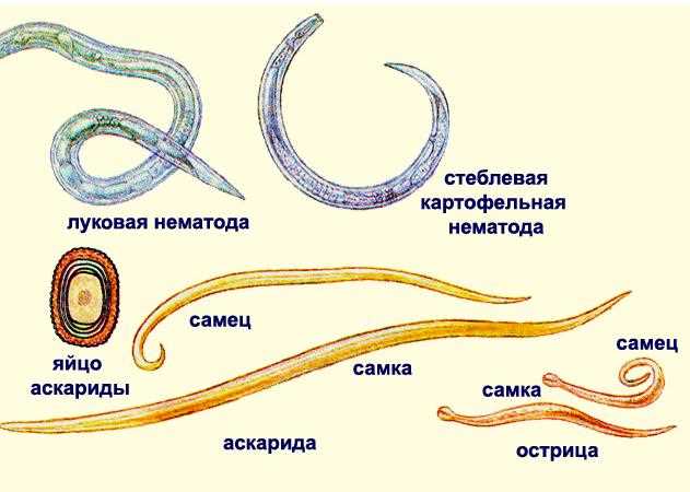 Классификация круглых червей