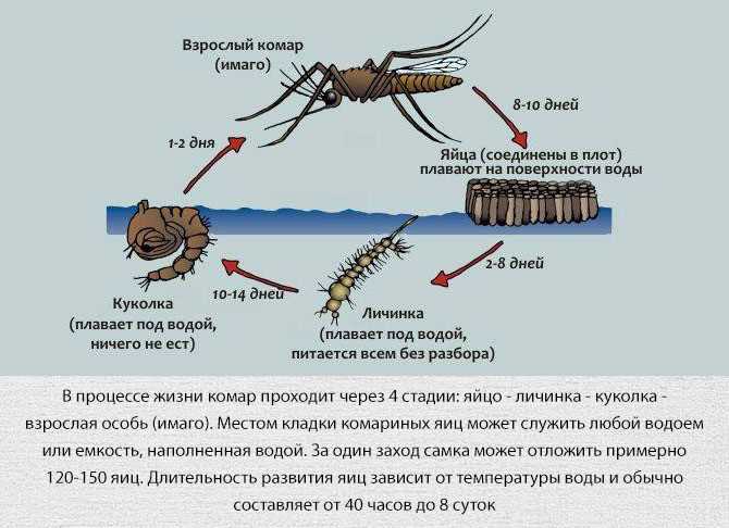 Червяки красные: какие они по размеру и виду?