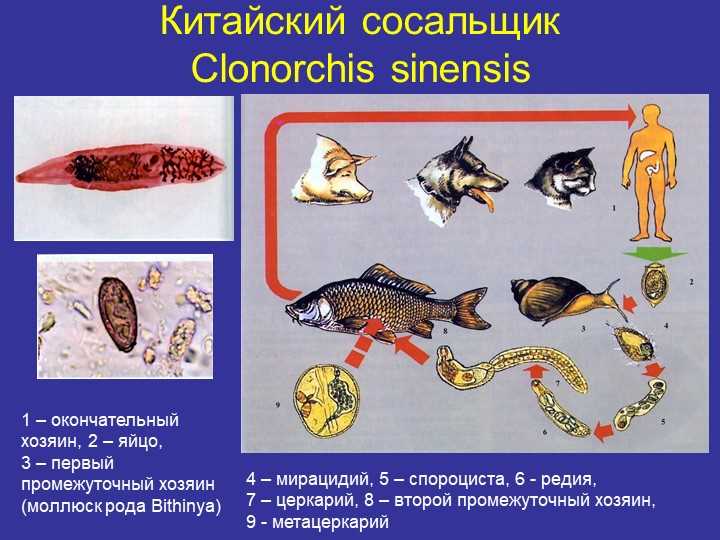 Кто является промежуточным хозяином китайского сосальщика?