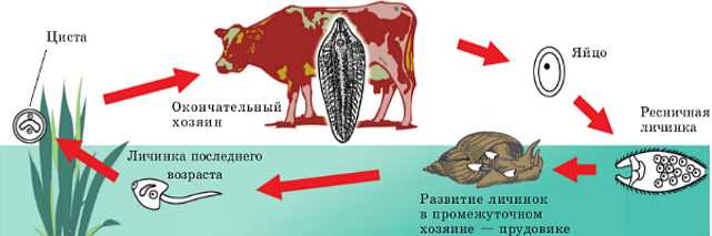 Разнообразие видов паразитических червей