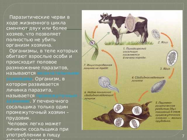 Кто является промежуточным хозяином паразитических червей?