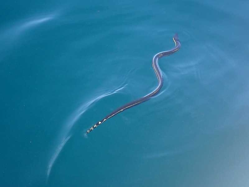 Могут ли змеи пить морскую воду?