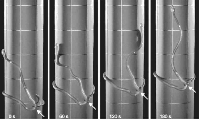 Могут ли змеи подниматься на гладкие поверхности?