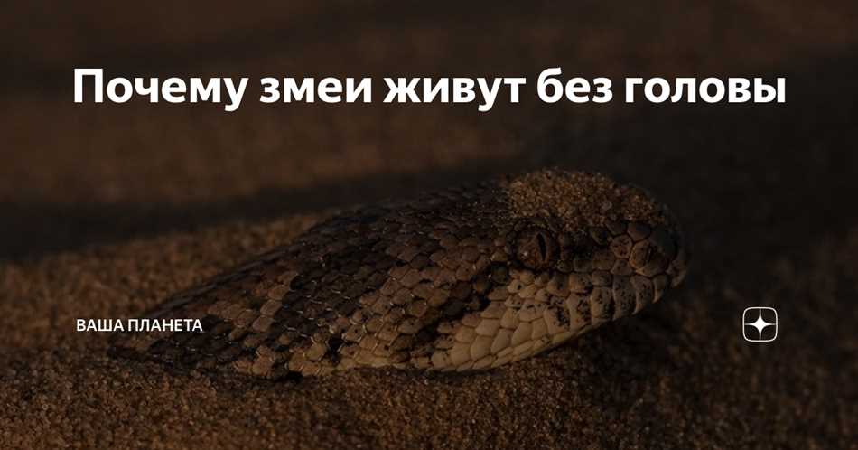 Могут ли змеи жить без головы?