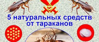 Может ли помочь креолка при появлении тараканов и как ее использовать?