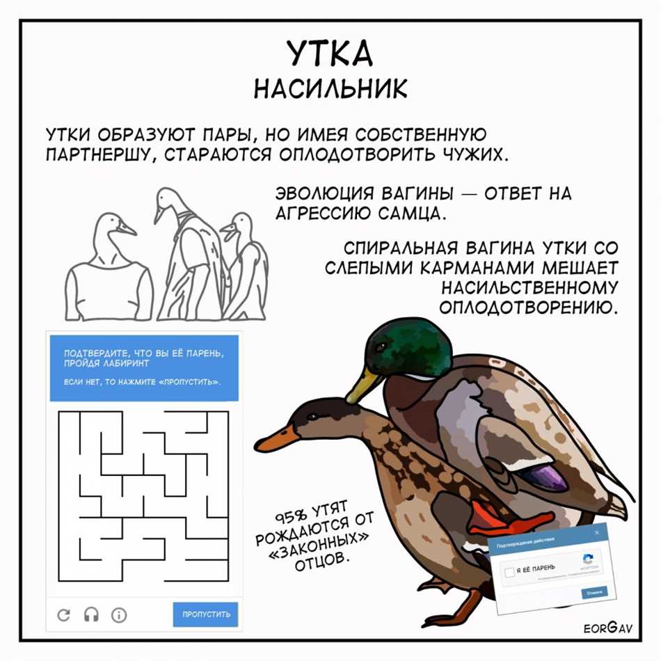 Может ли утка принять чужих утят?