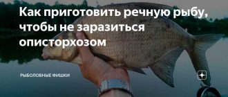 Можно ли заразиться описторхозом от жареной рыбы?