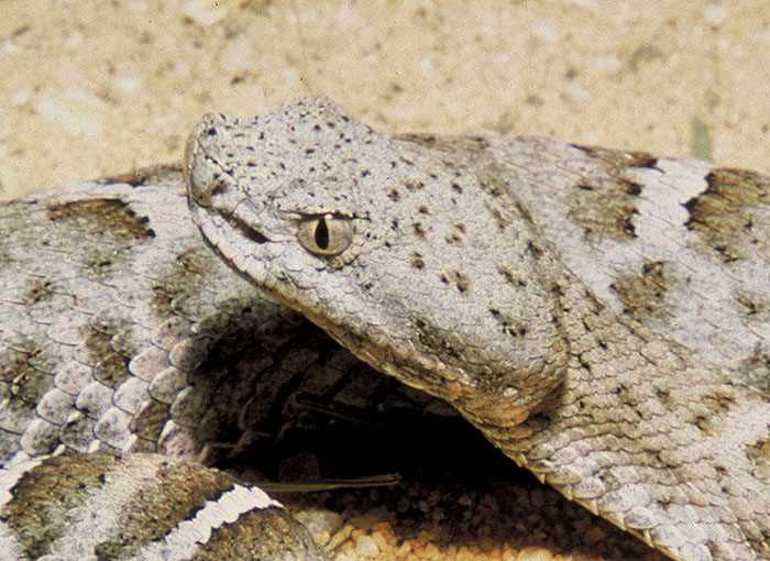 Индокитайская ямкоголовая змея (Trimeresurus albolabris)