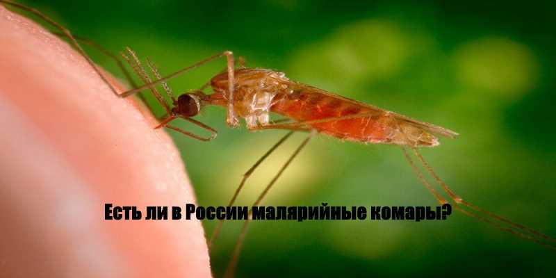 Симптомы и последствия заражения малярией