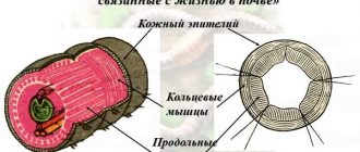 Особенности дождевого червя связанные с его жизнью в почве