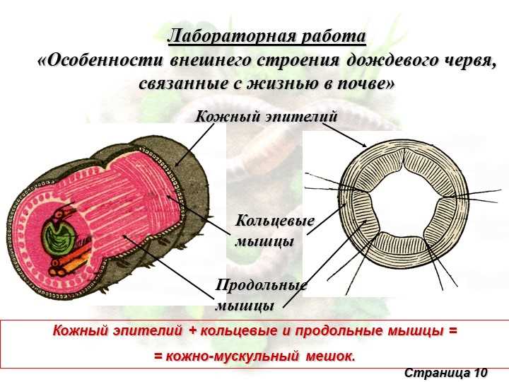 Особенности дождевого червя связанные с жизнью в почве