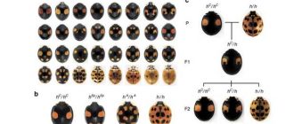 Что влияет на количество пятен у божьей коровки? Причины и факторы
