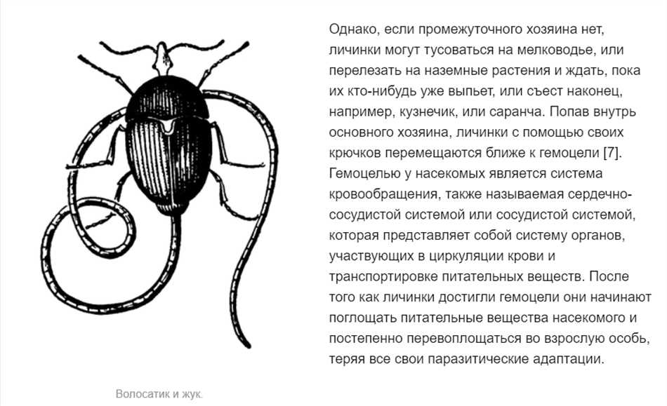 Типичные места обитания червей волосатиков