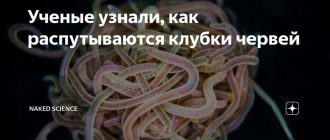 Почему черви собираются в клубки: причины и удивительные факты