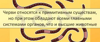 Почему черви называются именно так? Узнайте ответ!