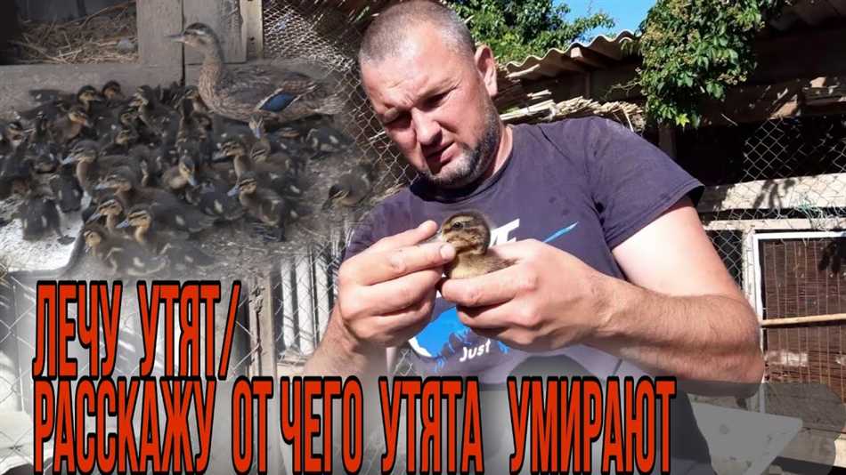 Почему дохнут утята?