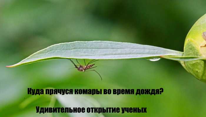 Почему комар может летать на скорости в салоне?