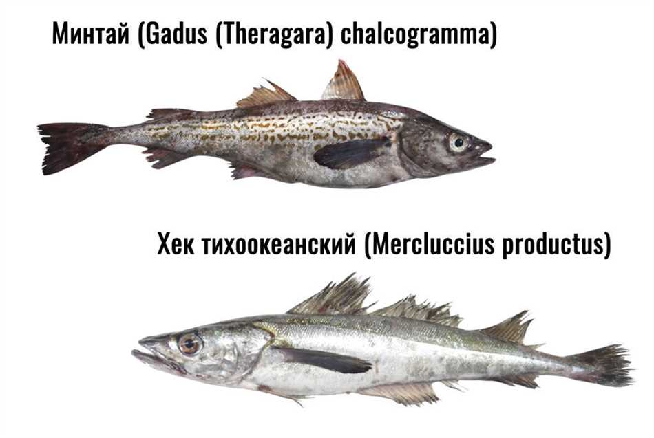 Почему минтай считается хищником?