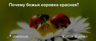 Почему божьи коровки имеют яркую окраску? - Научные факты и объяснения