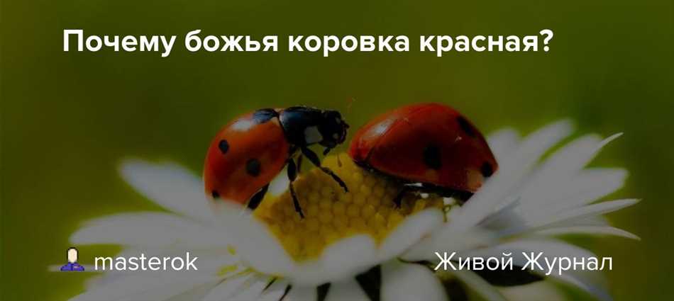 Почему у божьей коровки яркая окраска?