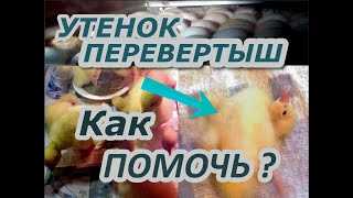 Почему утенок переворачивается на спину и запрокидывает голову?