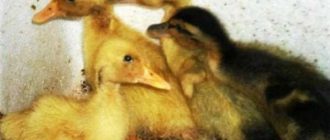 Почему утята переворачиваются на спину и не могут встать на ноги? Узнайте причины и способы помочь утятам.