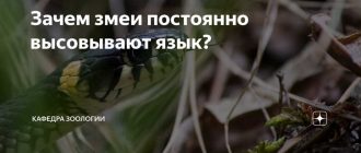 Почему змеи часто ассоциируются с лекарствами и исцелением?