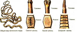 Примеры плоских червей: виды, характеристики, распространение