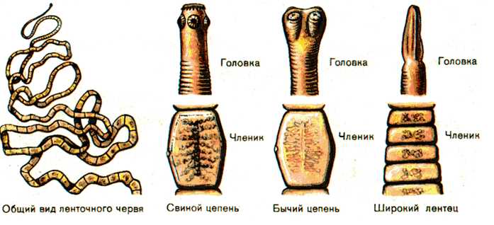 Примеры плоских червей