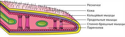  Физическое строение плоских червей 