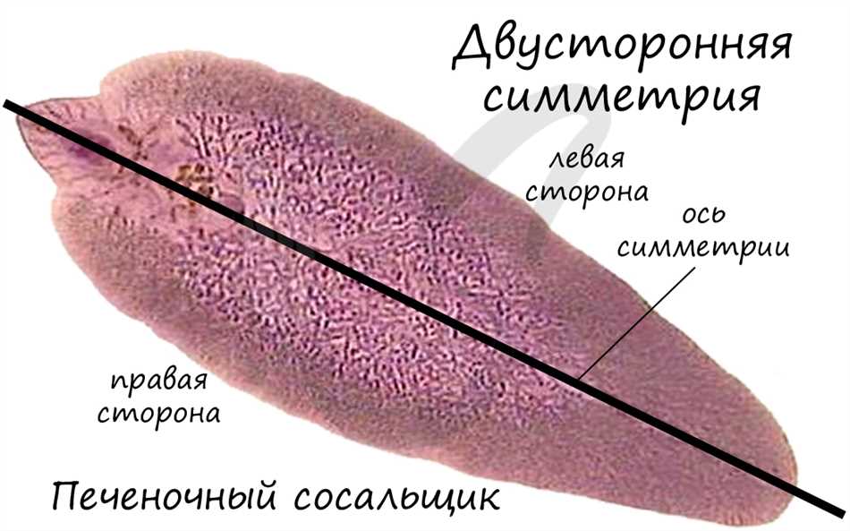 Признаки плоских червей, представляющих полость тела