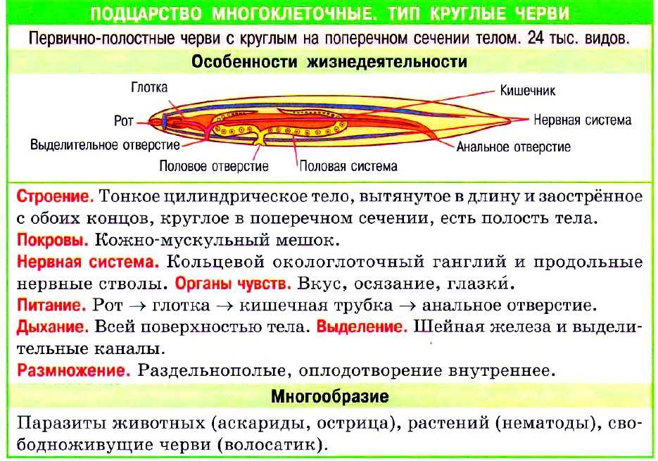 Признаки характерные для круглых червей