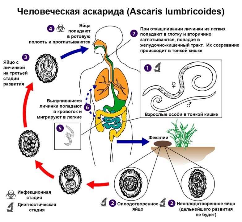 Основная информация о аскаридах