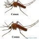 Сколько мм комар самка и самец?