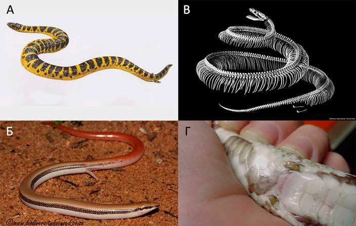 Уникальные особенности позвоночного столба у змей