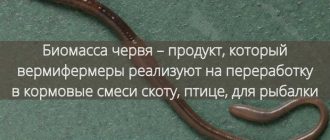 Сколько времени занимает рост червей: факты и интересные факты - Научные исследования и удивительные открытия