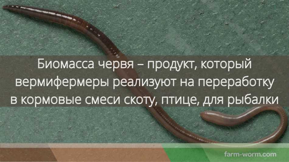 Сколько растут черви?