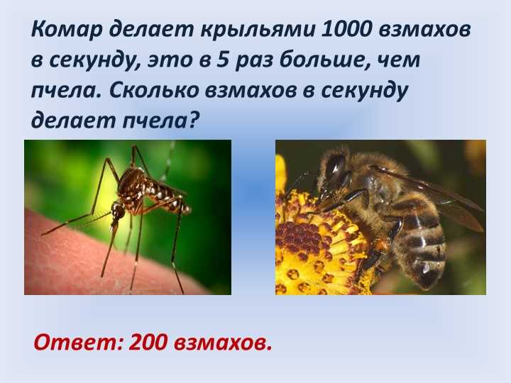 Почему взмахи пчелы так быстры?