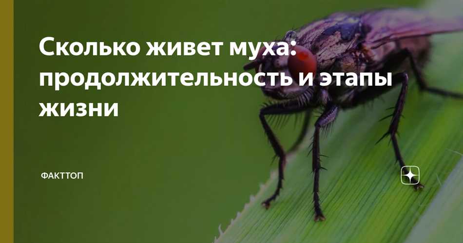 Средняя продолжительность жизни мухи