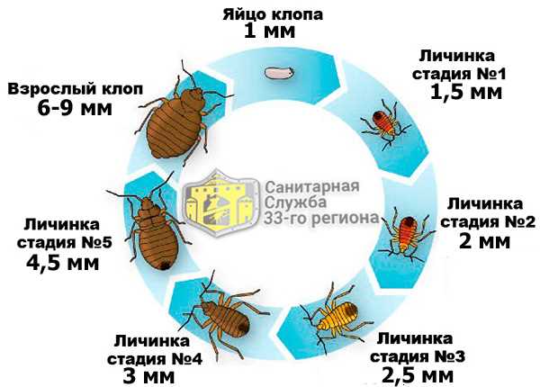 Этапы развития клопов