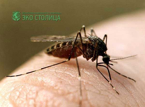 Сколько может укусить один комар?
