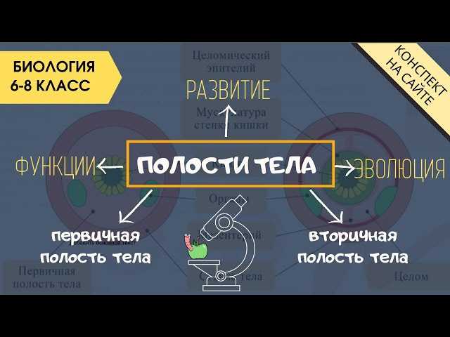 Губки с первичной полостью тела