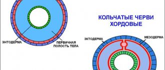 У каких червей первичная полость тела?