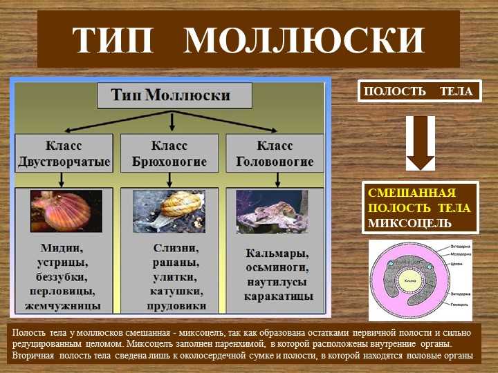 Беспозвоночные с первичной полостью тела