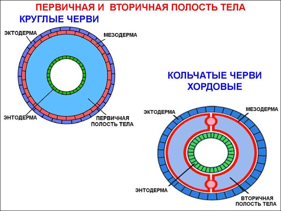 У каких червей первичная полость тела?