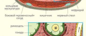 У каких червей появляется полость тела?